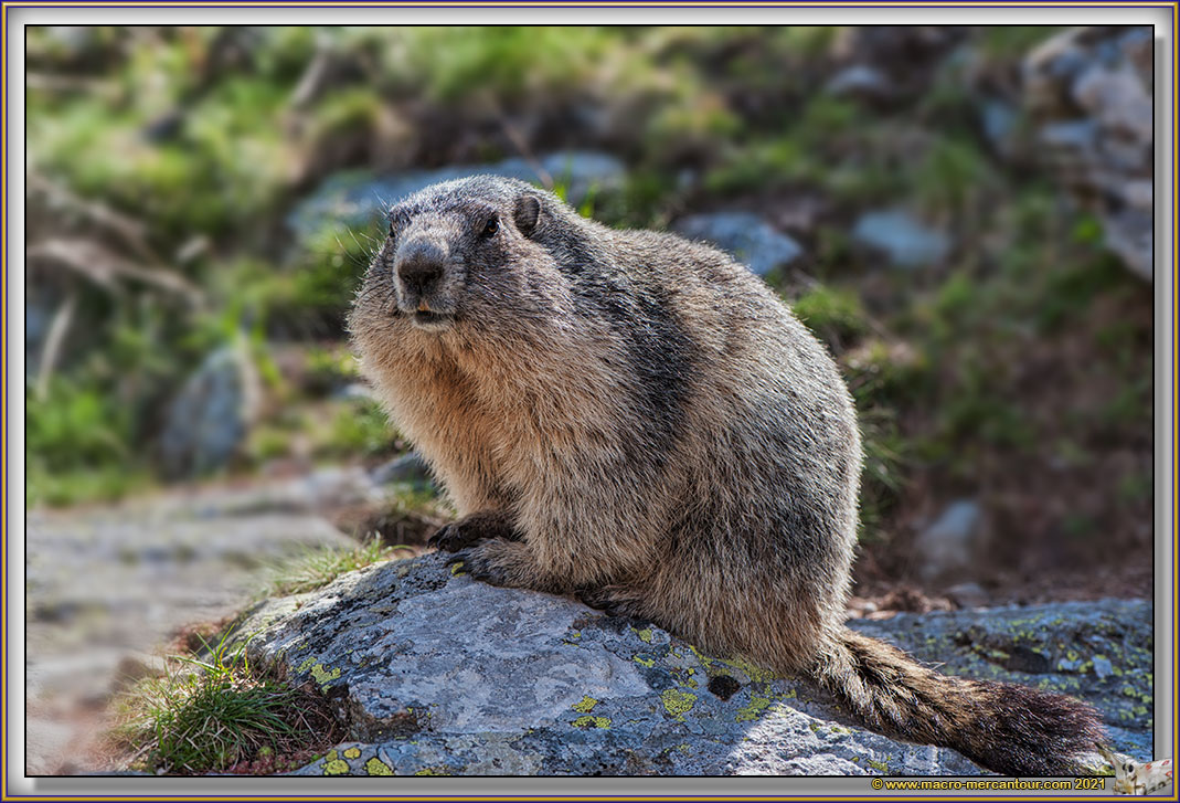 MARMOTTES
